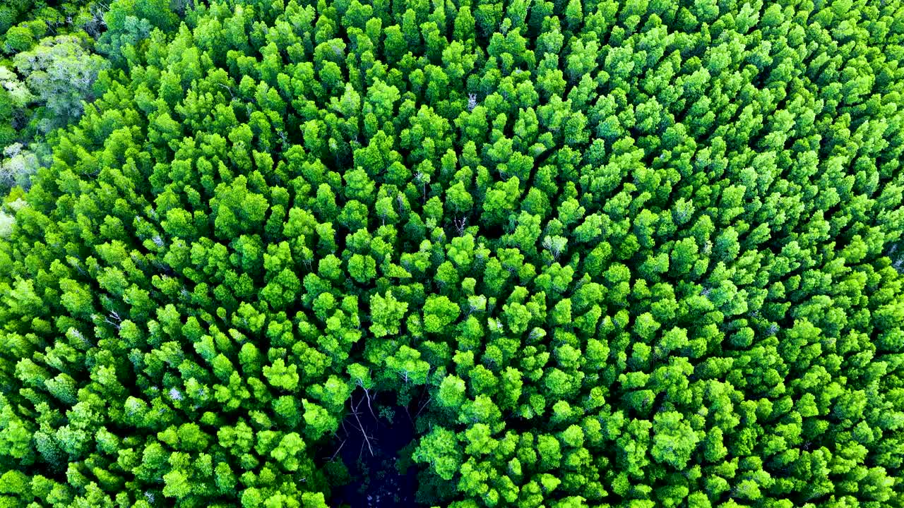 Drone captures vibrant green mangrove canopy with a central clearing, showcasing natural patterns and textures