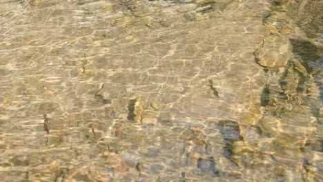 pool of water in the sunshine in a wood