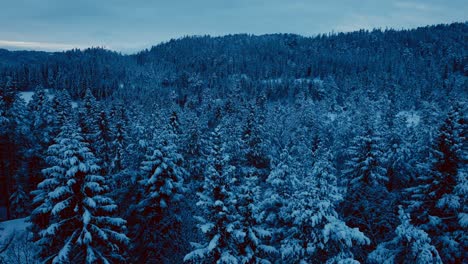 Dichte-Lärchen,-Bedeckt-Mit-Winterschnee-Unter-Düsterem-Himmel