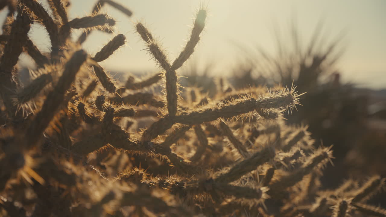 Close-up of desert plants at sunset