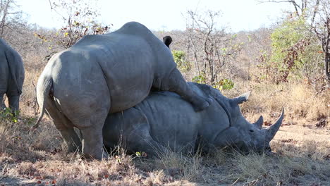 Medium-shot-of-white-rhinos-mating-in-the-wild,-side-view