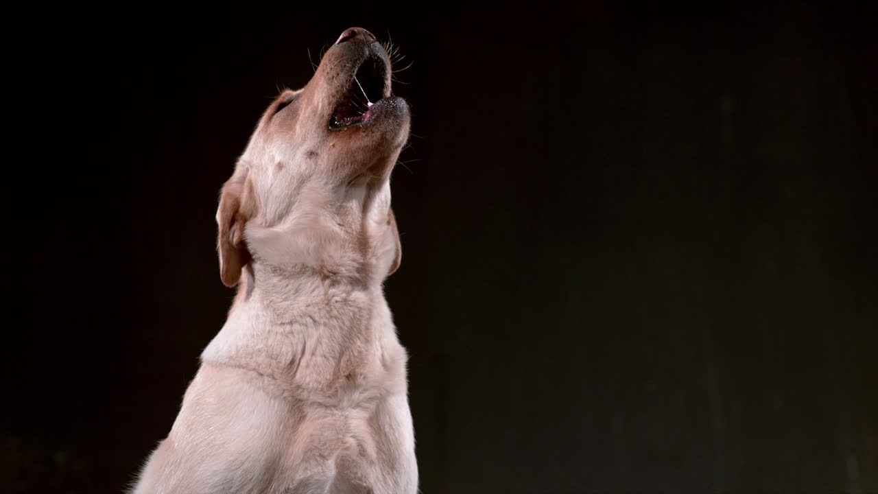 perro atrapando un perrito caliente en cámara lenta
