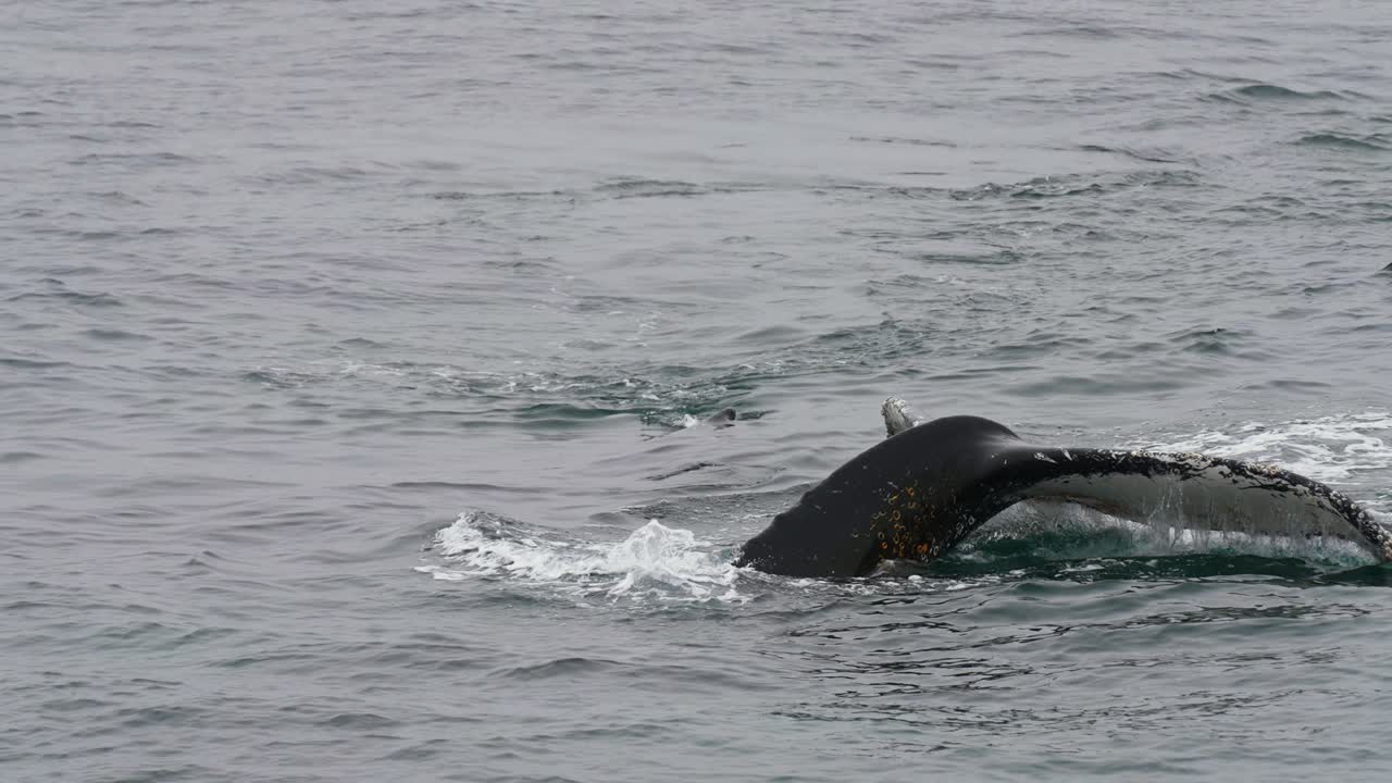 Humpback Whale Couple Swimming in Cold Pacific Ocean Water Near Coast of Antarctica, Slow Motion