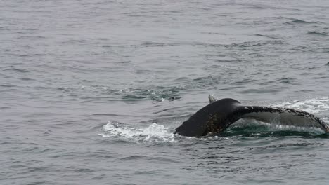 Humpback-Whale-Couple-Swimming-in-Cold-Pacific-Ocean-Water-Near-Coast-of-Antarctica,-Slow-Motion