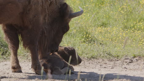 Fawning-European-bison-mom-licks-coat-of-lying-baby-calf,-grooming-behavior