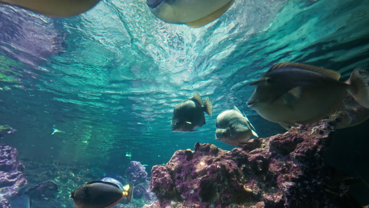 Colorful reef fish swimming in clear water with coral rocks and sunlight from above