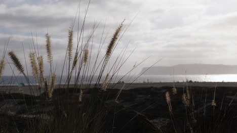 Grass-Waves-In-The-Breeze-On-Coronado,-California,-Beach