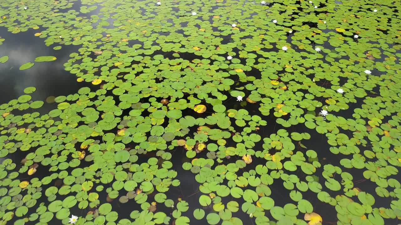 Sorvolo con drone UHD dall'alto di ninfee su un lago in Ontario, Canada