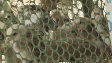 small chicks inside green cage in province