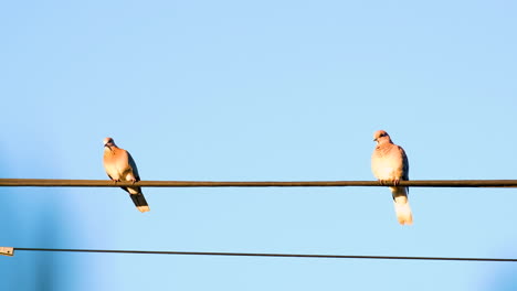 Zwei-Lachende-Tauben-Sitzen-Auf-Einem-Elektrischen-Kabel-Und-Sonnen-Sich-Vor-Blauem-Himmel