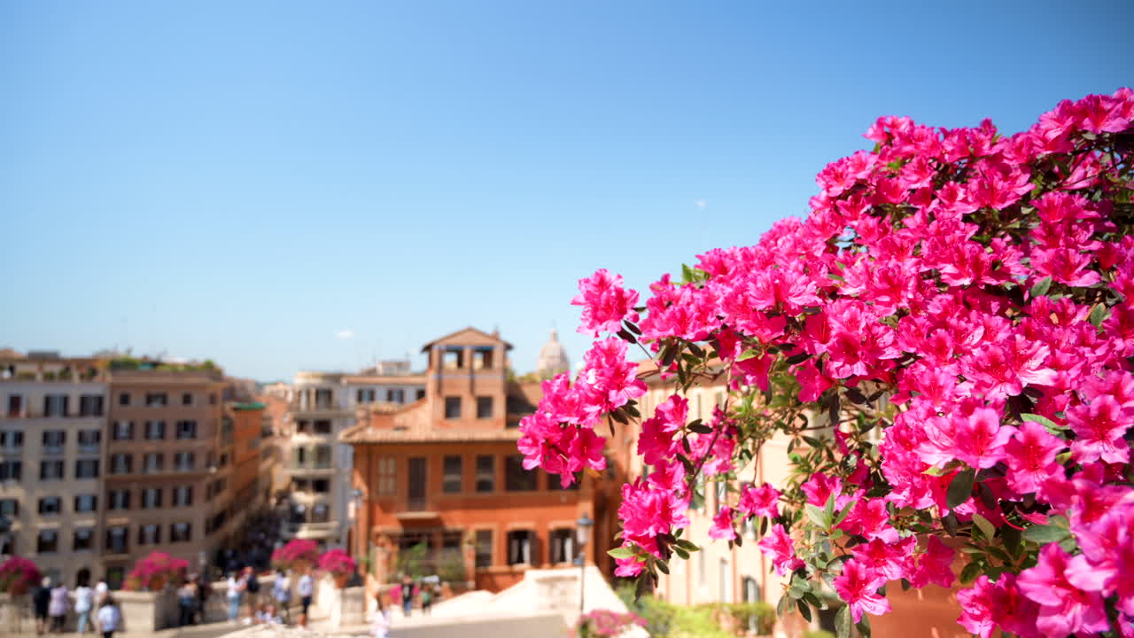 Close de flores de azaleia rosa com a Piazza di Spagna ao fundo, em Roma, Itália