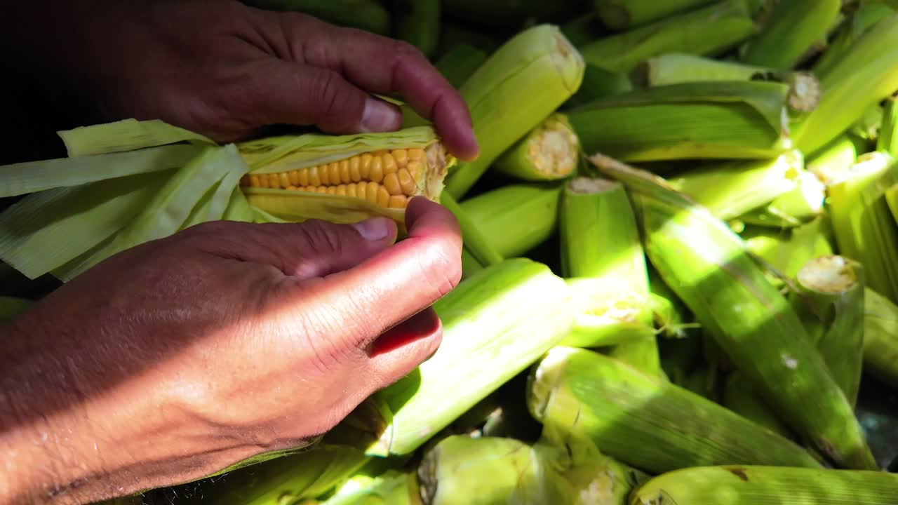 Man peels corn to check for tender kernels during street preparation process
