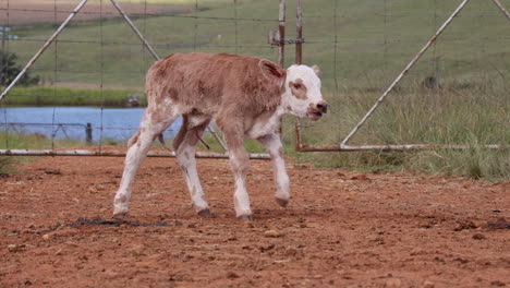 Neugeborenes-Simbra-Kalb-Hat-Mühe,-Auf-Einem-Bauernhof-Zu-Laufen