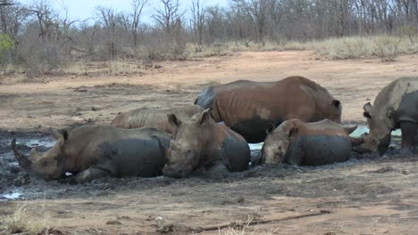 rhinoceros family rolling in mud of protected reserve