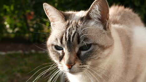 gato doméstico en el jardín de la casa. movimiento lento.