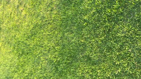 nadir-view-of-the-tops-of-a-vertical-view-moving-forward-through-the-green-grass