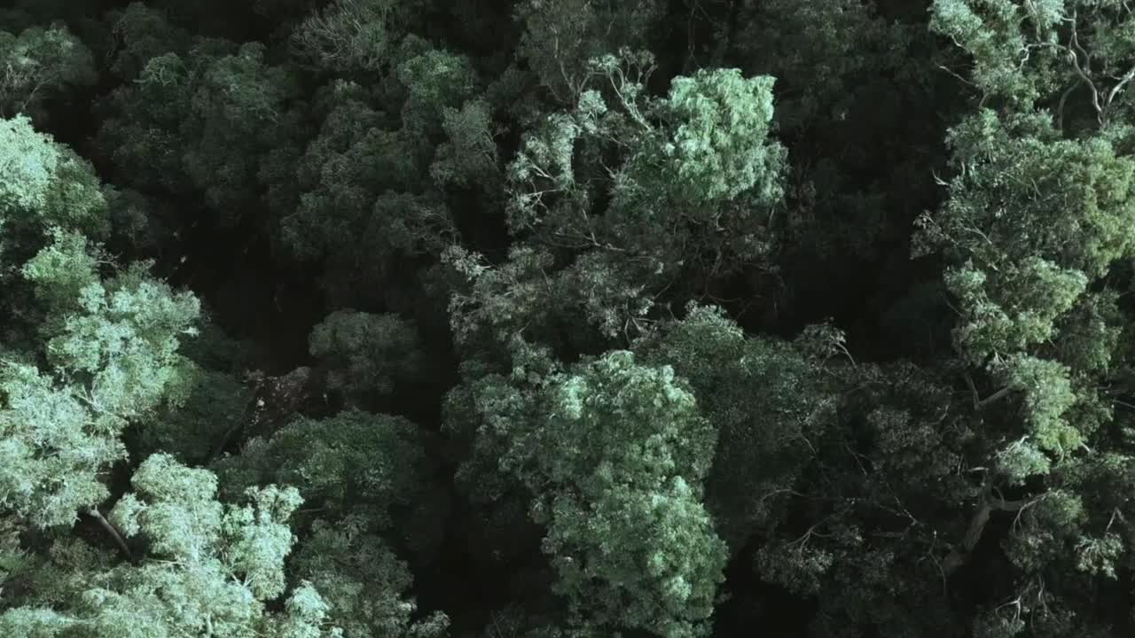 vista desde el cielo lleno de verde