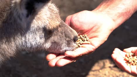 Close-up-shot-of-young-child-and-his-father-experience-wildlife-animal-encounter-at-the-sanctuary,-hand-feeding-a-kangaroo-with-roo-feeds-on-their-hands,-Australia-native-species