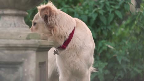 white dog tilts head curiously at camera