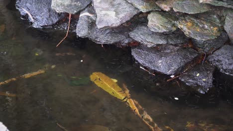 Kleine-Abgestorbene-Haut,-Die-Fische-In-Der-Natur-Fressen