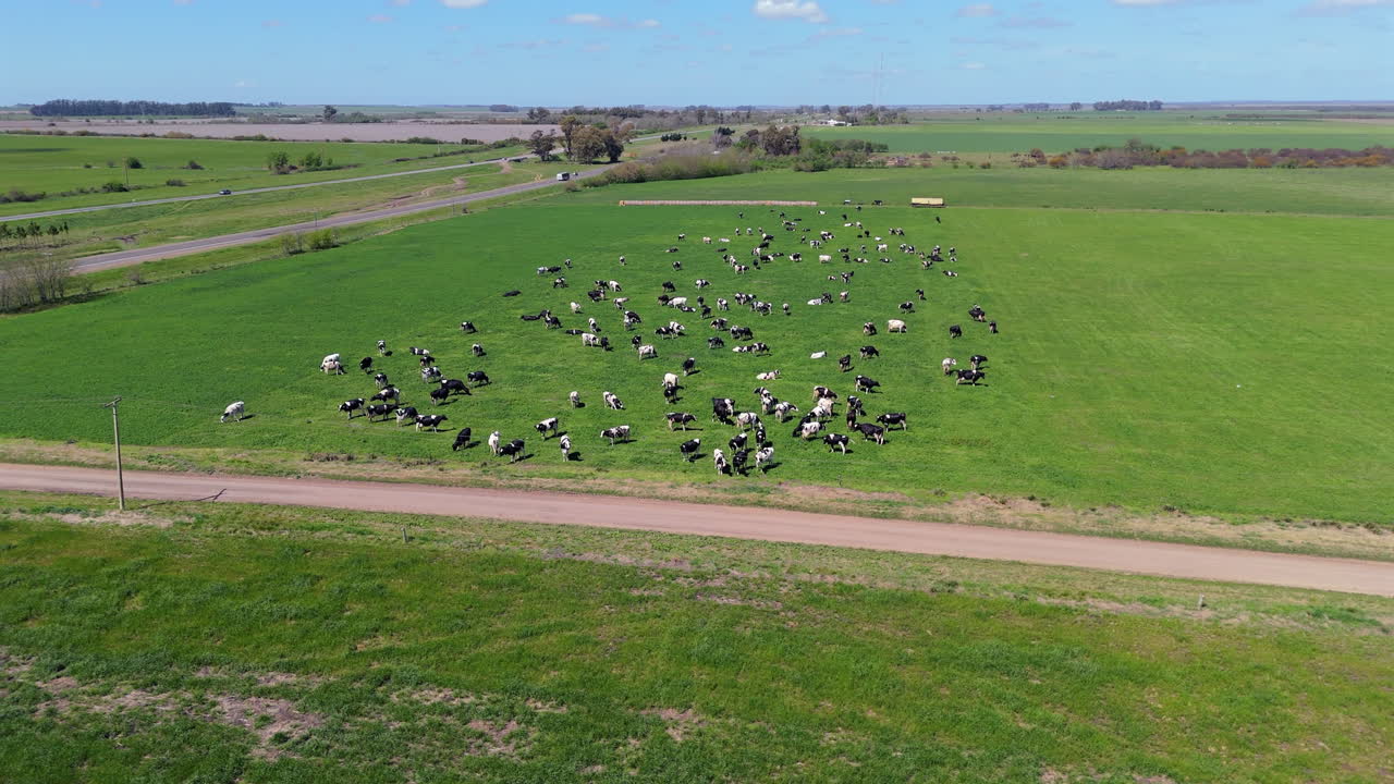 Aerial View of a Herd of Cows Grazing in a Lush Green Pasture