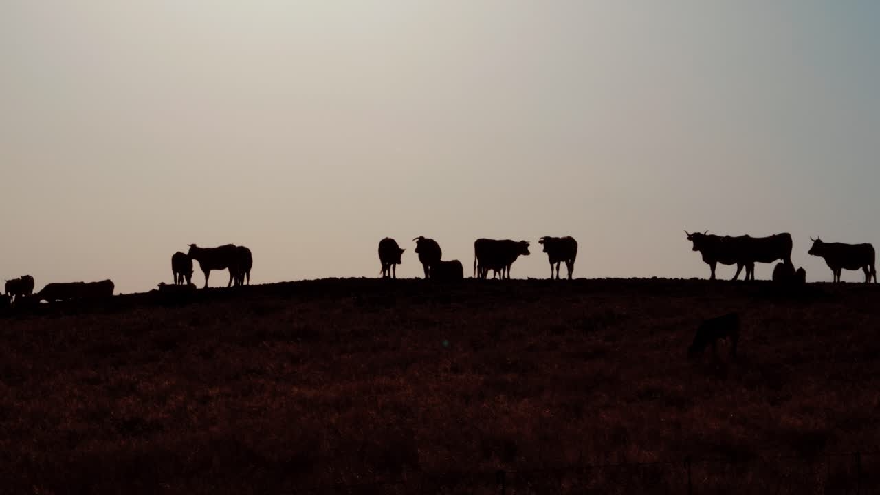 Silhouettes of Cattle Grazing on a Hill at Sunset