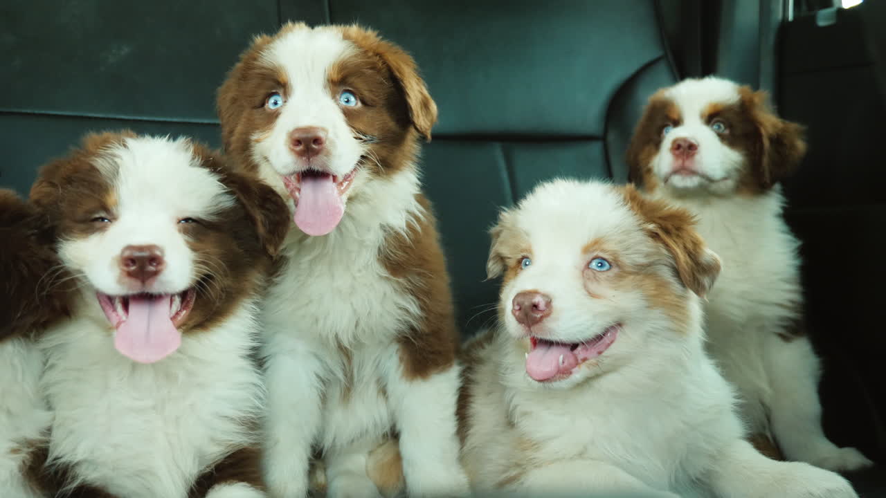 근처를 여행하는 재미있는 강아지 승객 자동차