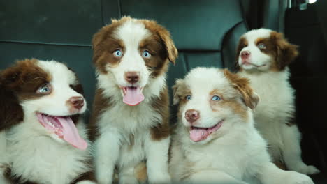 Cachorros-Graciosos-Pasajeros-Coches-Que-Viajan-Cerca