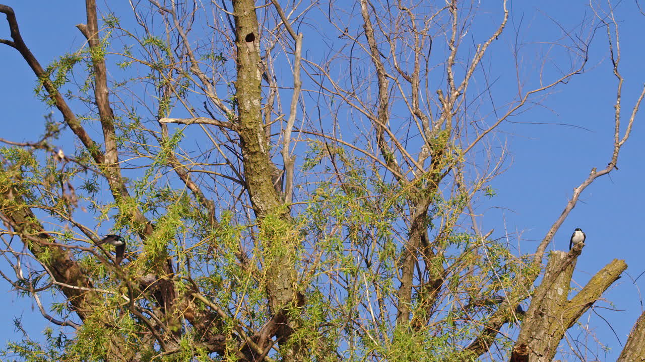 Amazing super slow motion footage of purple martins displaying aerial acrobatics on fine spring morning.