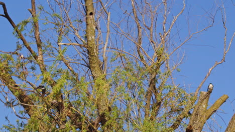 amazing super slow motion footage of purple martins displaying aerial acrobatics on fine spring morning.