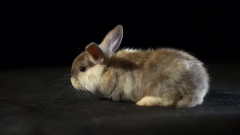 adorable baby rabbit exploring dark space