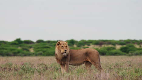 Espectacular-León-Macho-Vigilando-Su-Territorio-En-La-Reserva-De-Caza-Del-Kalahari-Central,-Botswana