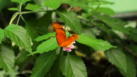 orange colored butterfly flutters its wings on a pink yellow flower