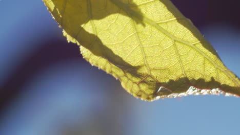 green leaf macro shot on branch