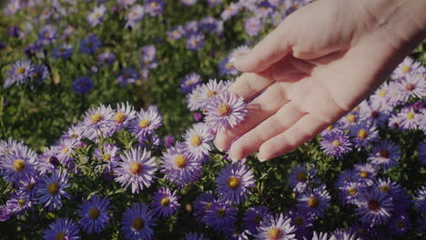 A-woman's-hand-touches-a-delicate-flower.-Freshness-and-naturalness-concept