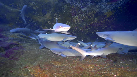 a flock of a silvertip sharks in underwater cave