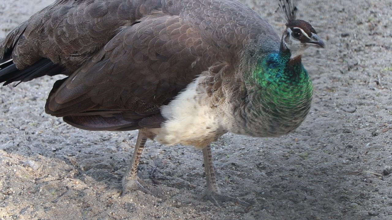 Närbild av en indisk påfågelhona (Pavo cristatus) som går på jord och böjer huvudet för att söka efter mat på marken.