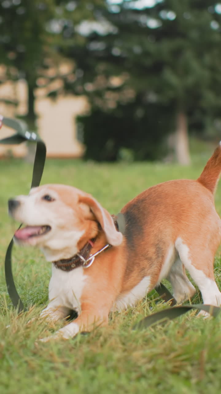 cucciolo di beagle che scuote il guinzaglio nell'erba, ansima felice e si dimena giocando durante una gita al parco, collare e cinturino aggrovigliati intorno al corpo, movimento ad alta energia con coda che scodinzola, luce solare pomeridiana e spontaneo