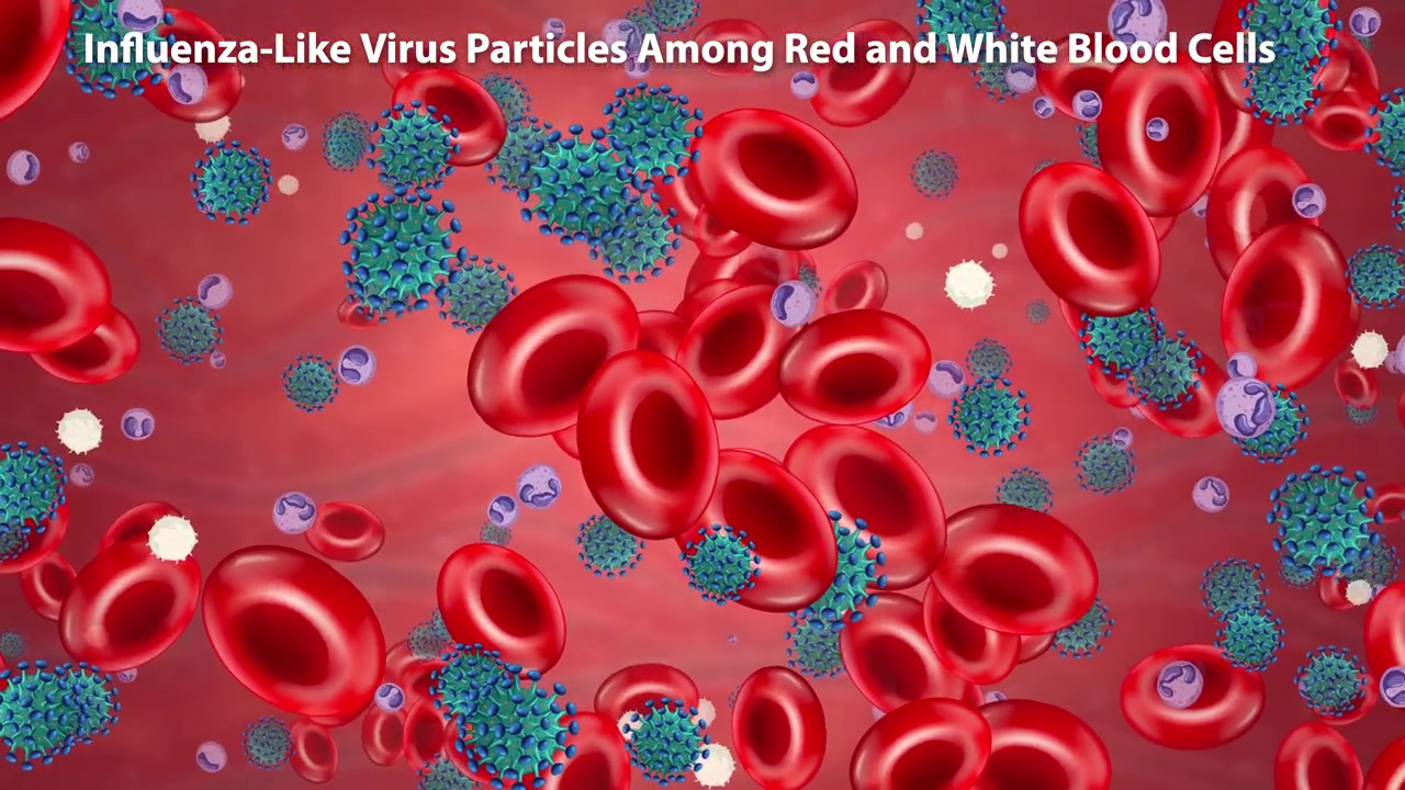 3D medical animation showing virus particles and red blood cells drifting through a blood vessel.