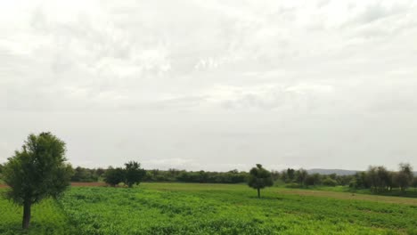 Cultivos-En-El-Campo-Agrícola,-Nuevos-Cultivos-Verdes-De-Verano,-árboles-Y-Clima-Monzónico-Nublado