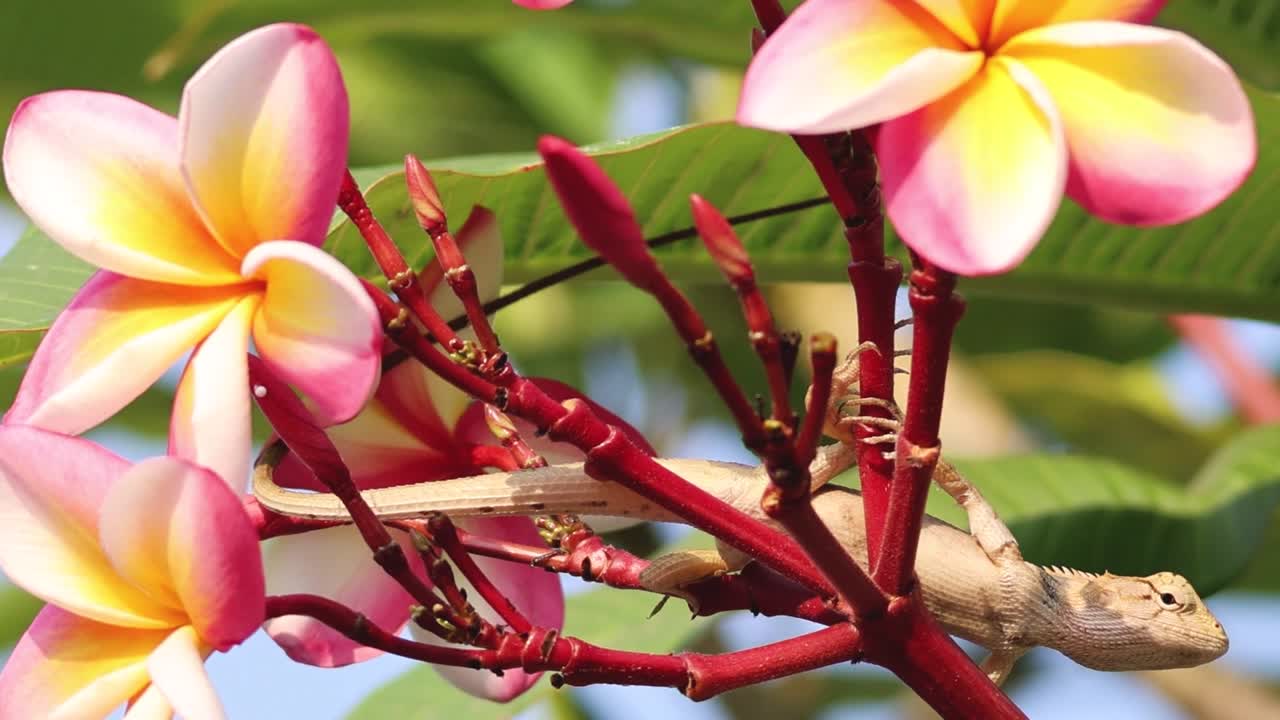 lagarto navegando a través de las coloridas flores de plumeria