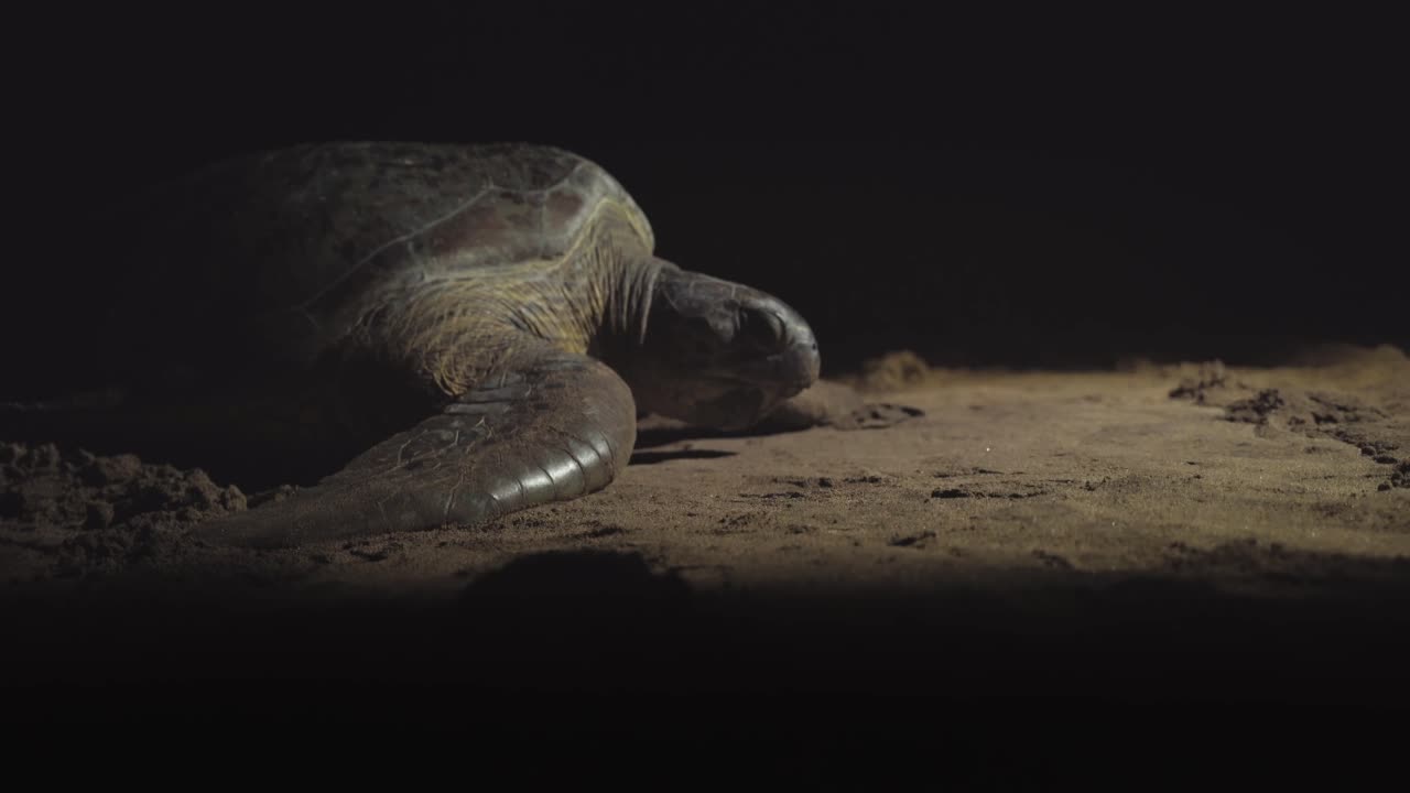 Green Turtle Nesting Going Back to the Ocean After Laying Eggs on the Beach at Night