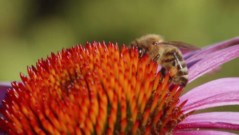 african bee on top of echinacea purpurea flower in shallow depth of field