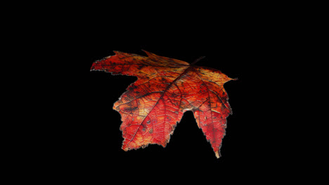 hojas de otoño