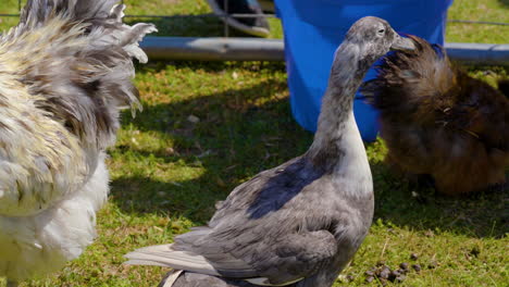 El-Pato-Solo-Quiere-Irse-A-Casa