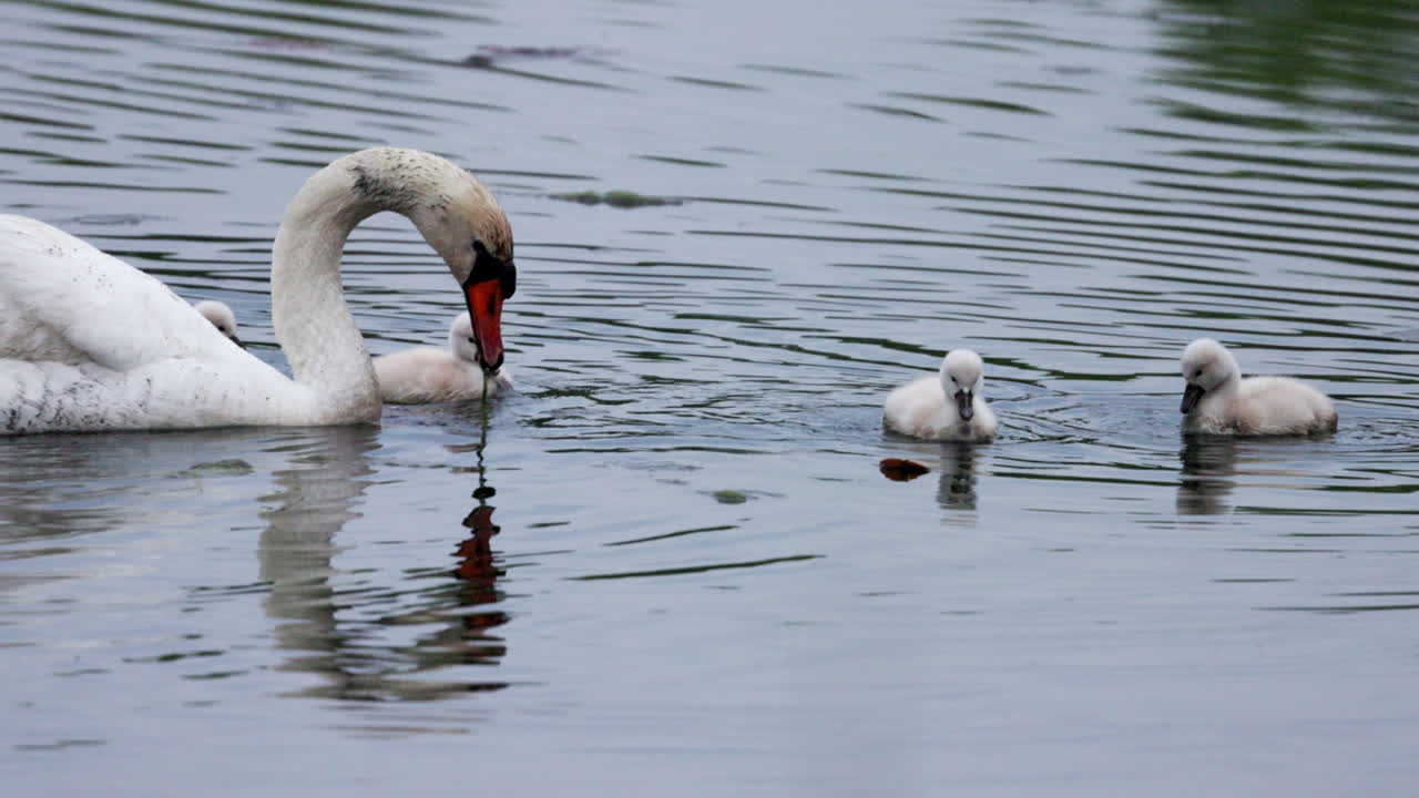 Slow-motion footage of adult swans guiding their cygnets on their first swim.