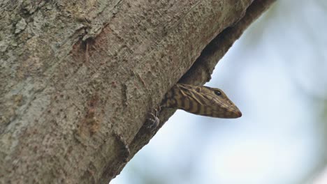 Head-twisting-to-look-far-and-then-turns-towards-the-right-to-investigate,-Clouded-Monitor-Lizard-Varanus-nebulosus,-Thailand