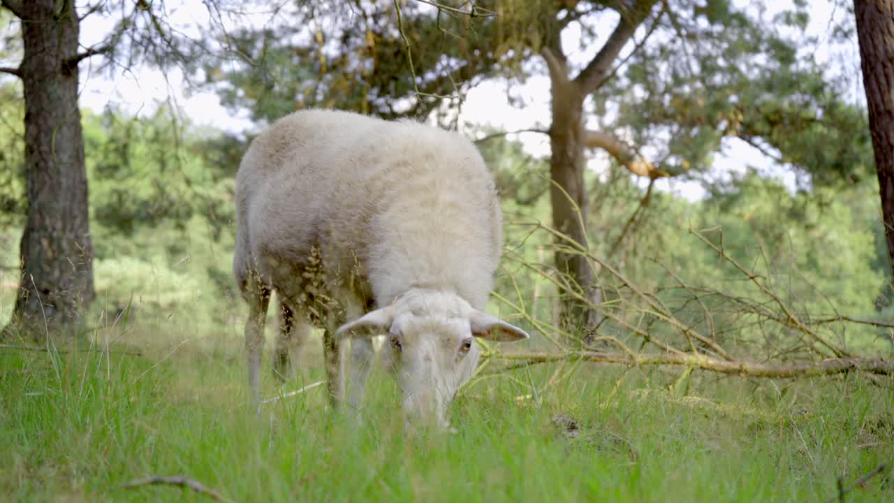 plano general de una sola oveja merino blanca sin acoplar pastando en una zona boscosa con pinos en el fondo