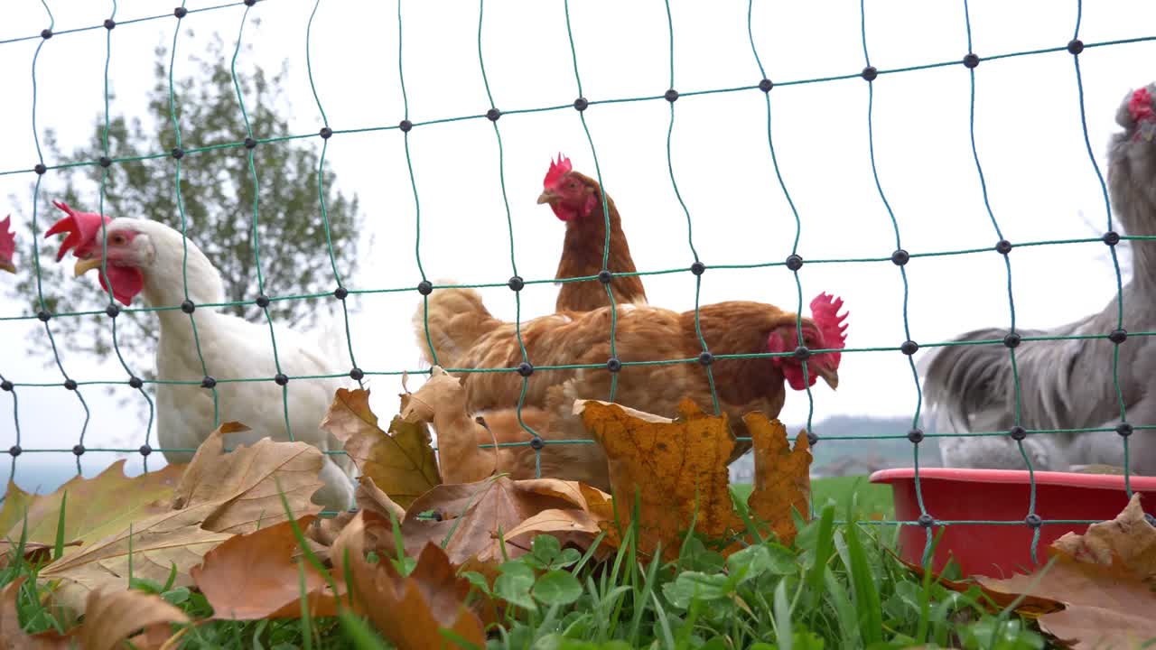 Chickens filmed on a farm in Switzerland while fall