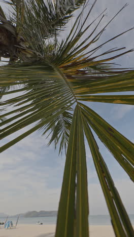 vertical video of beautiful palm trees on beach